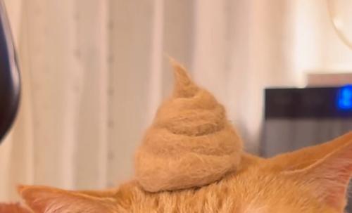 頭に乗った抜け毛