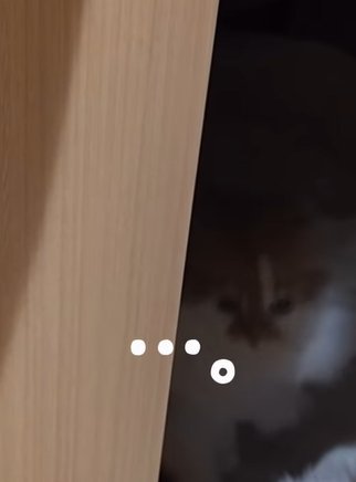 ドアの隙間の暗闇に見える1匹の猫