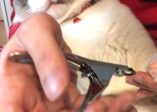 ラグドールの爪切りをする飼い主