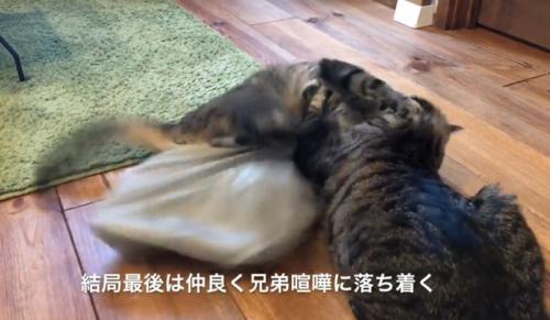 喧嘩する2匹の猫