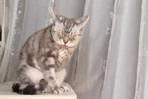 イカ耳でグルーミングをする猫