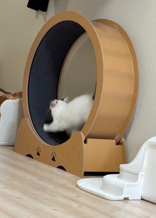 緩やかな猫