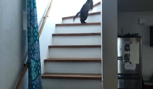 階段を駆け上がる猫