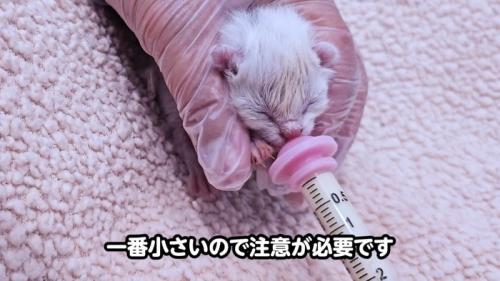 ミルクを飲む子猫