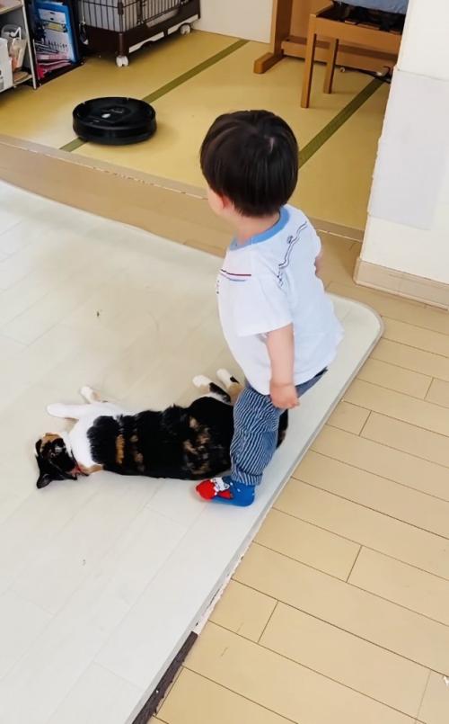 保護猫を助けようとする男の子