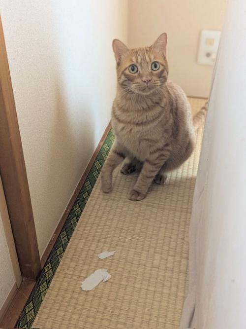 畳の上でおすわりする猫