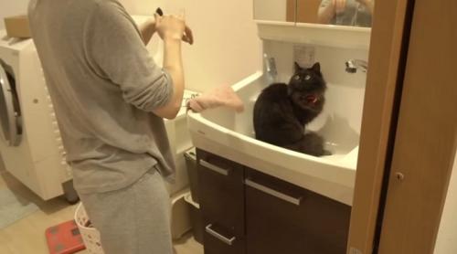 飼い主を見つめる黒猫