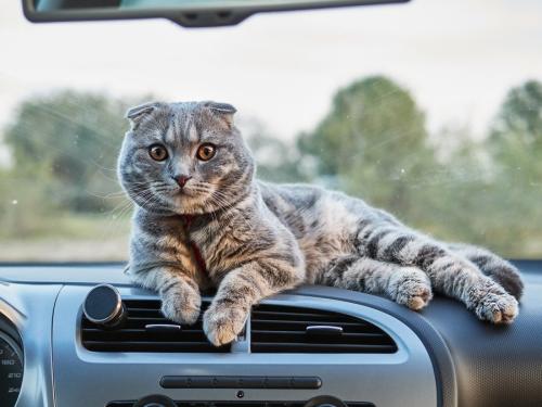車に乗る猫