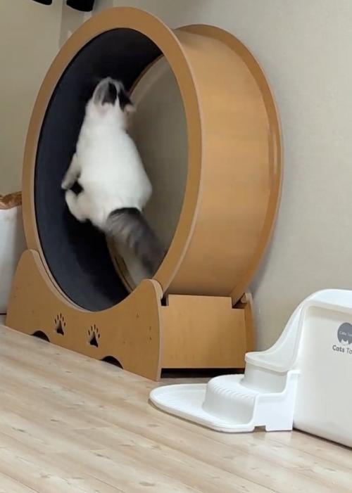 駆け上がる猫