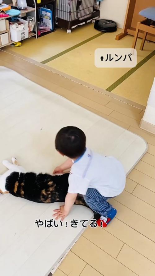 保護猫を助けようとする男の子