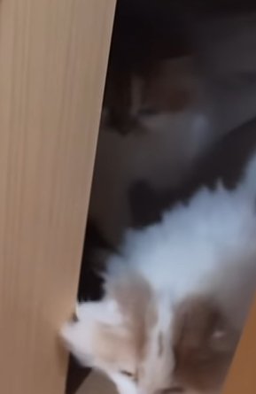 ドアの隙間から出てくる頭部から上が茶白の猫
