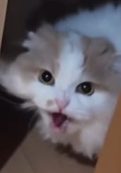 鳴く猫のアップ