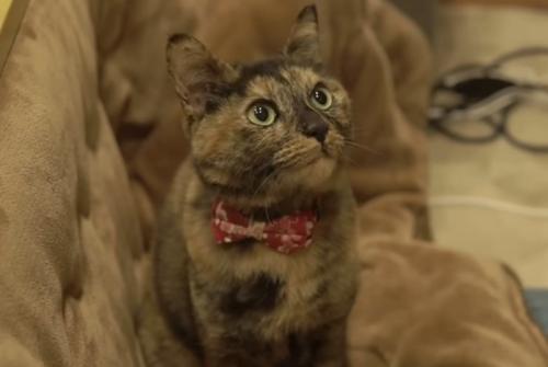 サビ猫