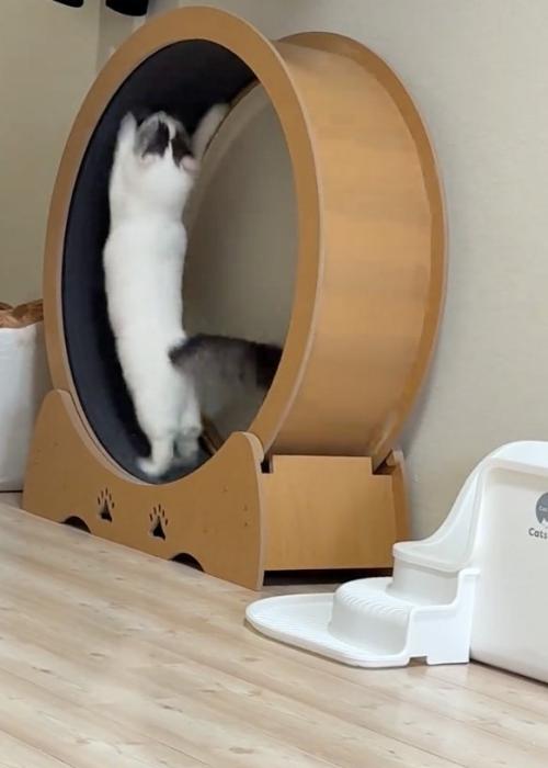 ばんざい猫