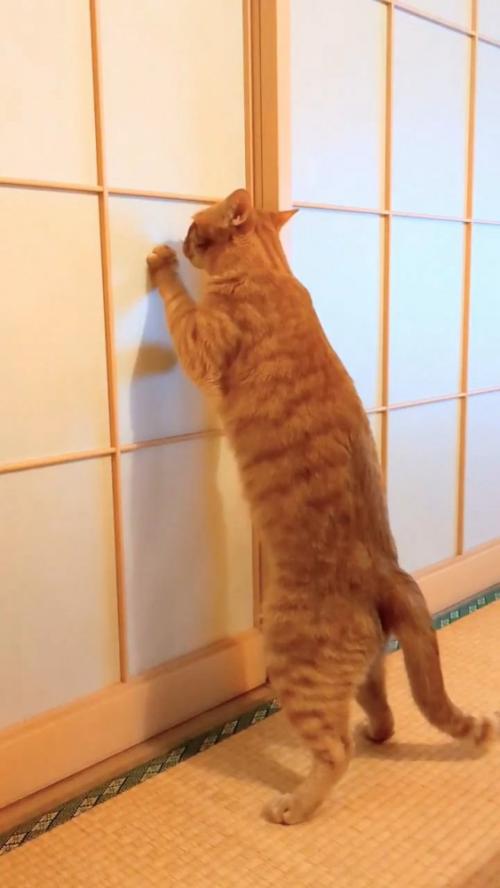 イカ耳で障子をガリガリする猫
