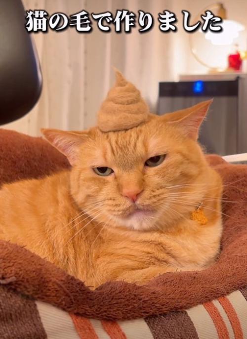 ジト目の猫