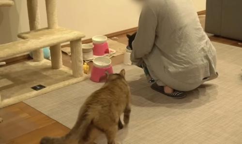 フードボウルに向かって歩くサビ猫