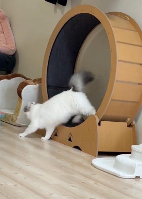 降りる猫