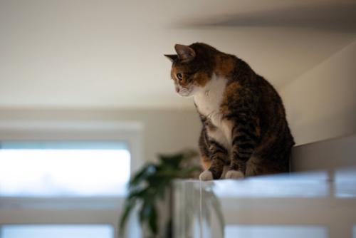 食器棚に座る猫