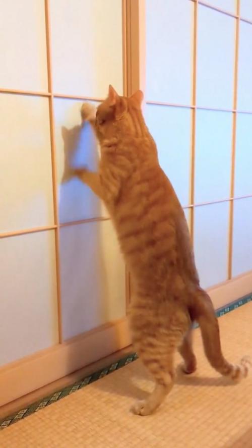 障子をガリガリする猫