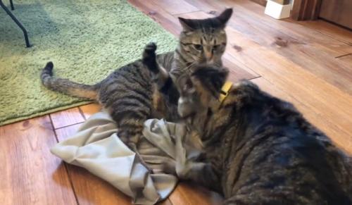 喧嘩する2匹の猫
