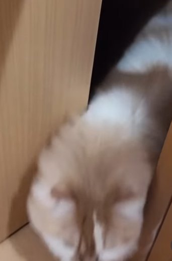 ドアの隙間から出てくる茶白猫