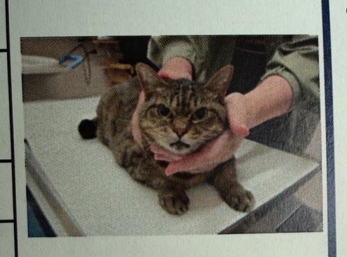 怒る猫