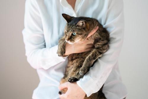 抱かれている猫