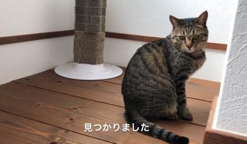 階段の踊り場に座る猫