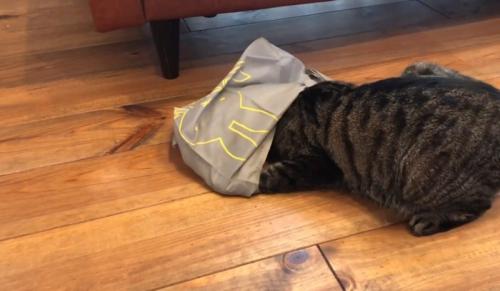 袋の中に頭を入れている猫