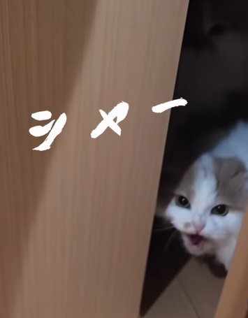 ドアの隙間から猫が鳴く（シャー）