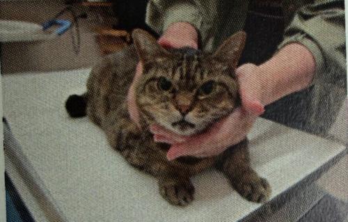 怒る猫3