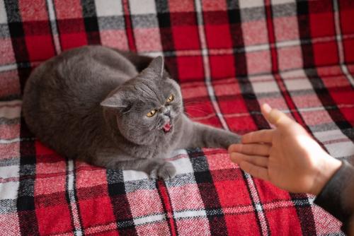 威嚇している猫