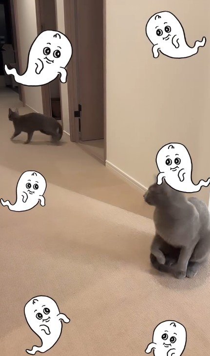 廊下を走る2匹の猫