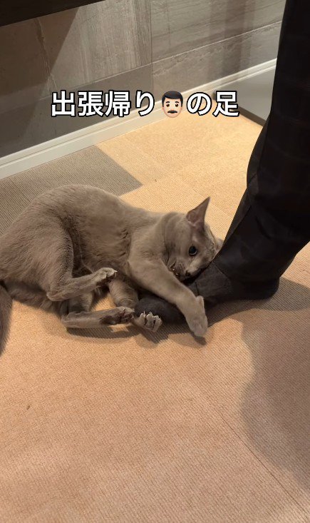 飼い主の足にしがみつく猫