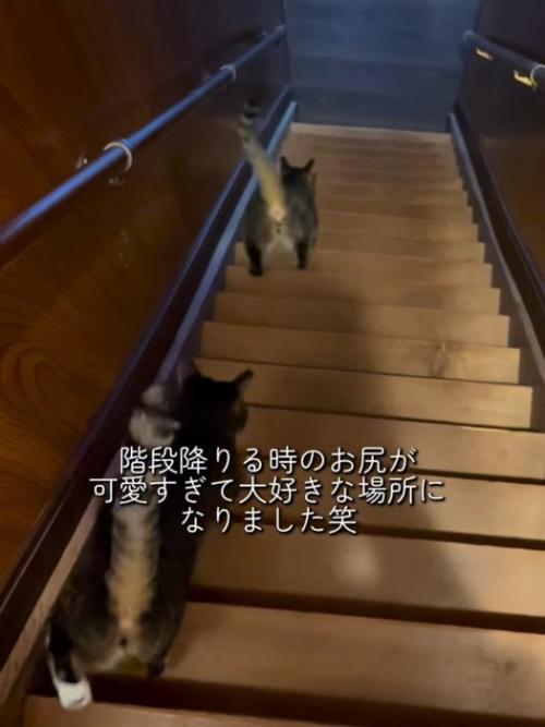 階段を降りる2匹の猫