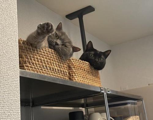 かごの中にいる2匹の猫