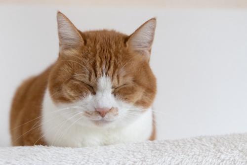 眠る茶白猫