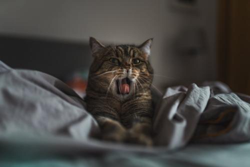 ベッドであくびをする猫
