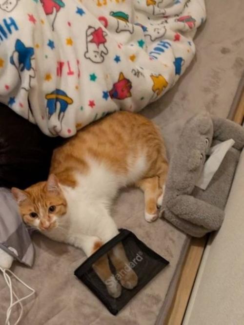 横になってメッシュポーチに手を突っ込んでいる猫