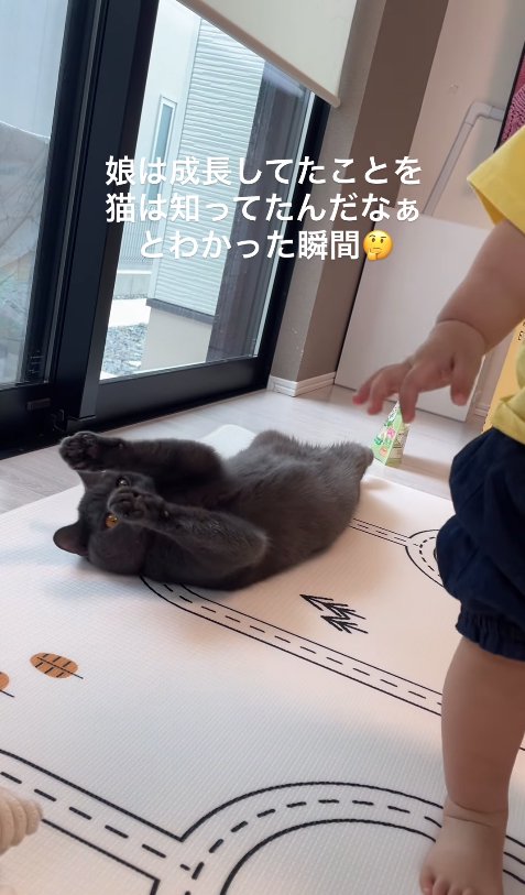 立ち去る子供の後ろ姿を見つめる猫
