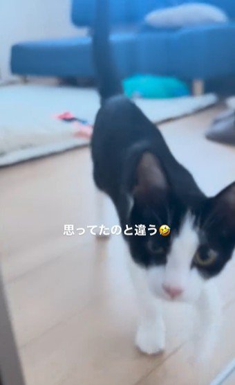 床の上を歩いている猫