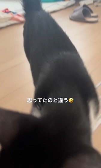床の上を歩いている猫