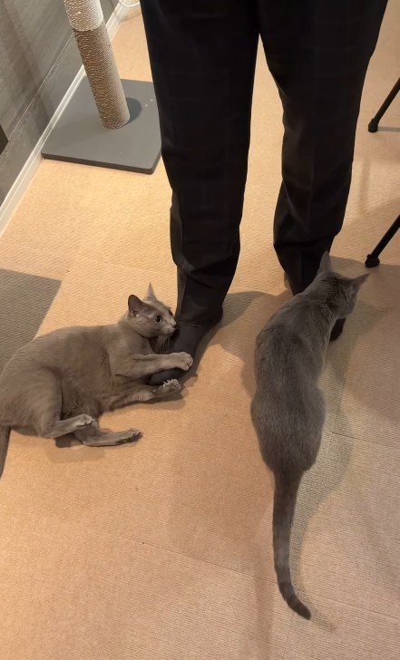 飼い主の足にしがみつく2匹の猫