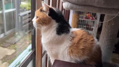 三毛猫さんの横顔