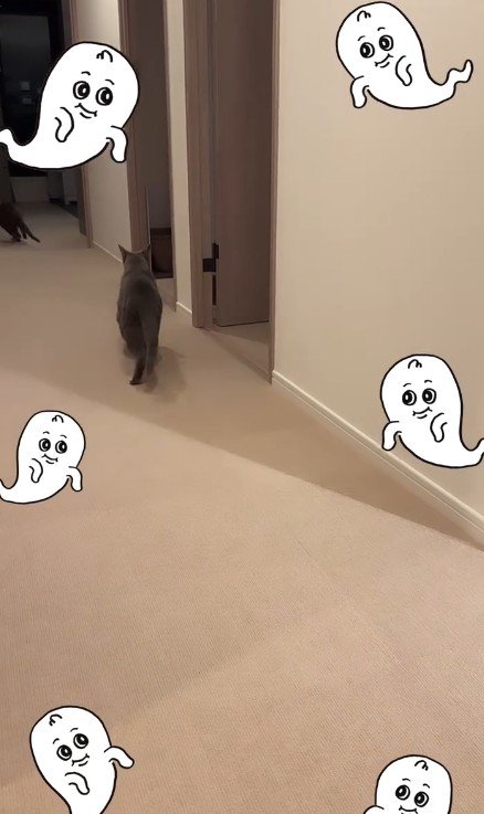 廊下を走る2匹の猫