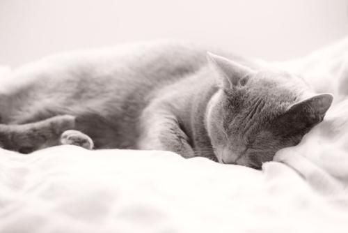 すやすや眠るロシアンブルー
