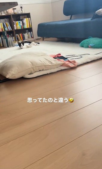 絨毯の上で横になっている猫