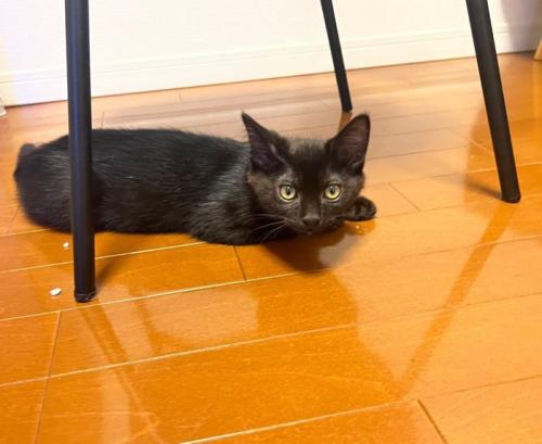 寝そべる子猫