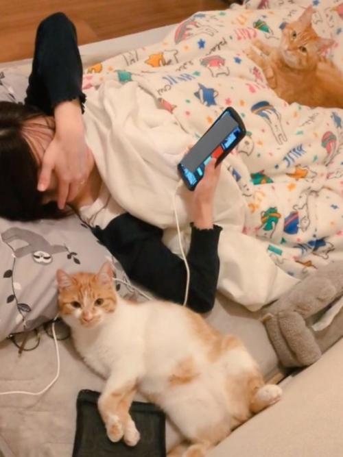 布団の上で飼い主と一緒にくつろぐ2匹の猫